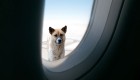 come portare il cane in aereo